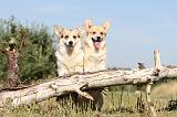 CORGI PEMBROKE 158